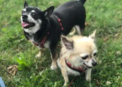 Fibi,  Mixed Breed for adoption at Anihelp Tierhilfe, Anihelp photo 6