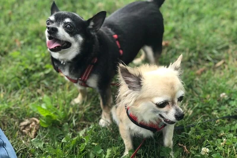 Max,  Mixed Breed for adoption at Anihelp Tierhilfe, Anihelp photo 3