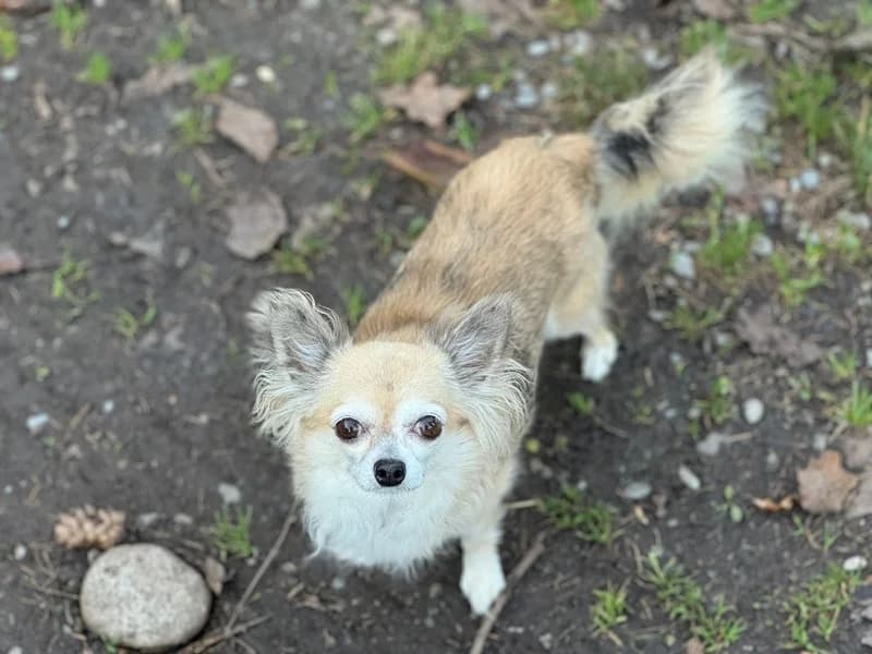Max,  Mixed Breed for adoption at Anihelp Tierhilfe, Anihelp photo 4