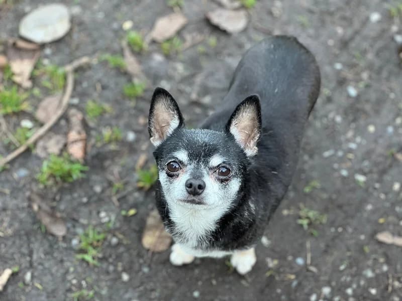 Max,  Mixed Breed for adoption at Anihelp Tierhilfe, Anihelp photo 5