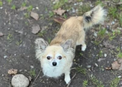 Max,  Mixed Breed for adoption at Anihelp Tierhilfe, Anihelp photo 7