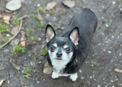 Max,  Mixed Breed for adoption at Anihelp Tierhilfe, Anihelp photo 8