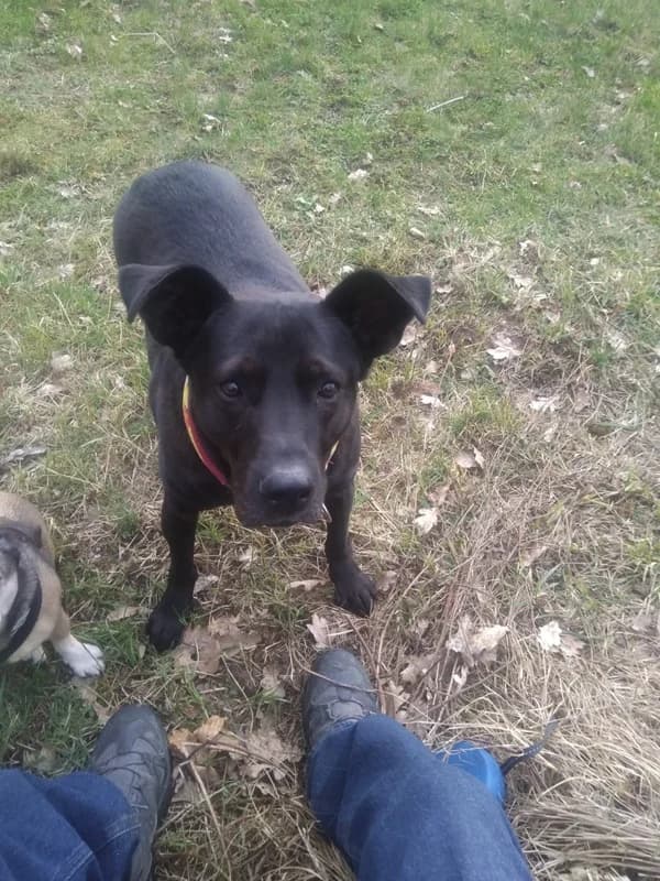 Mogli,  Mixed Breed for adoption at Anihelp Tierhilfe, Anihelp photo 3