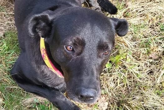 Mogli,  Mixed Breed for adoption at Anihelp Tierhilfe, Anihelp photo 4