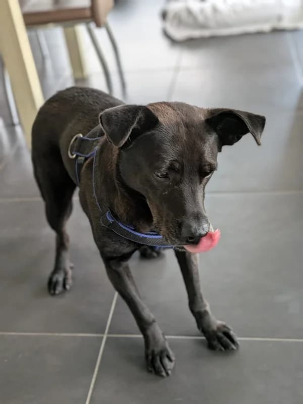 Mogli,  Mixed Breed for adoption at Anihelp Tierhilfe, Anihelp photo 5