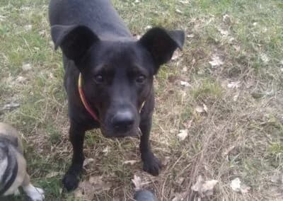 Mogli,  Mixed Breed for adoption at Anihelp Tierhilfe, Anihelp photo 6