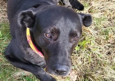 Mogli,  Mixed Breed for adoption at Anihelp Tierhilfe, Anihelp photo 7