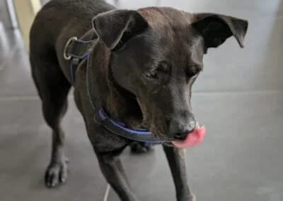 Mogli,  Mixed Breed for adoption at Anihelp Tierhilfe, Anihelp photo 8