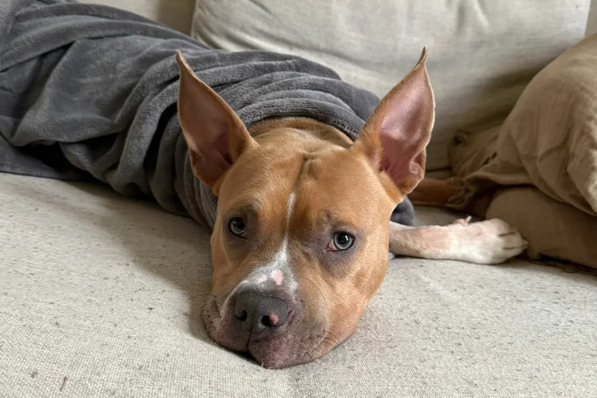 Nacho, male Mixed Breed for adoption at Anihelp Tierhilfe, Anihelp photo 3