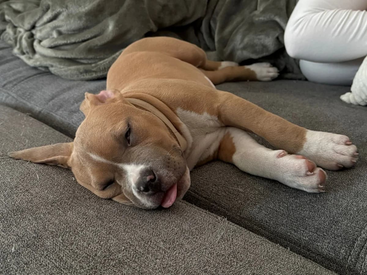 Nacho, male Mixed Breed for adoption at Anihelp Tierhilfe, Anihelp photo 5