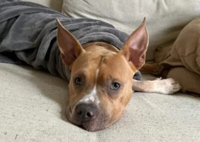 Nacho, male Mixed Breed for adoption at Anihelp Tierhilfe, Anihelp photo 6