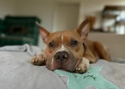 Nacho, male Mixed Breed for adoption at Anihelp Tierhilfe, Anihelp photo 7