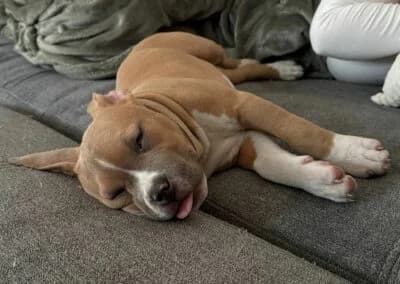 Nacho, male Mixed Breed for adoption at Anihelp Tierhilfe, Anihelp photo 8