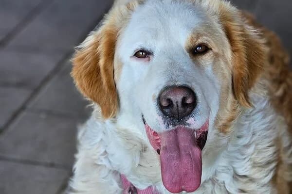 Nala,  Mixed Breed for adoption at Anihelp Tierhilfe, Anihelp photo 3