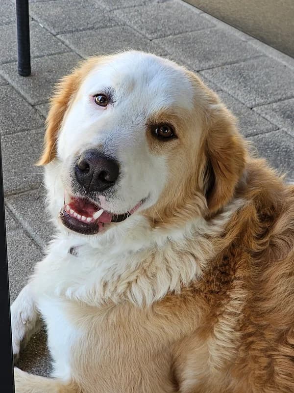 Nala,  Mixed Breed for adoption at Anihelp Tierhilfe, Anihelp photo 4