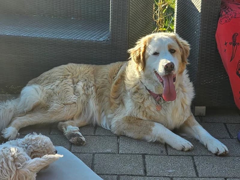 Nala,  Mixed Breed for adoption at Anihelp Tierhilfe, Anihelp photo 5