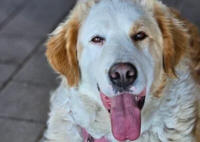 Nala,  Mixed Breed for adoption at Anihelp Tierhilfe, Anihelp photo 6