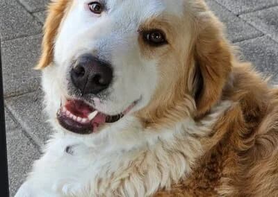 Nala,  Mixed Breed for adoption at Anihelp Tierhilfe, Anihelp photo 7