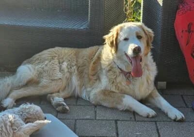 Nala,  Mixed Breed for adoption at Anihelp Tierhilfe, Anihelp photo 8