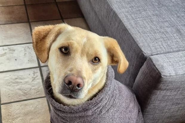 Nala,  Mixed Breed for adoption at Anihelp Tierhilfe, Anihelp photo 3