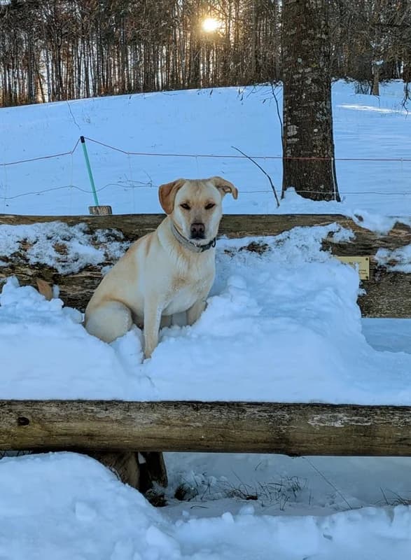 Nala,  Mixed Breed for adoption at Anihelp Tierhilfe, Anihelp photo 4