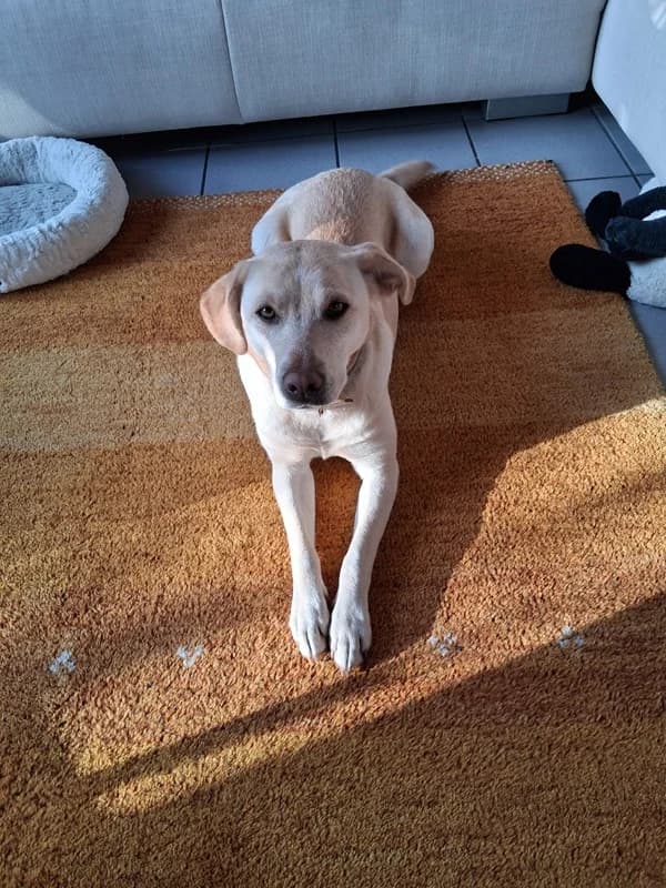 Nala,  Mixed Breed for adoption at Anihelp Tierhilfe, Anihelp photo 5