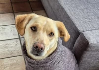 Nala,  Mixed Breed for adoption at Anihelp Tierhilfe, Anihelp photo 6