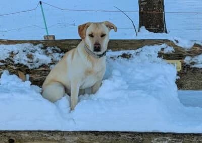 Nala,  Mixed Breed for adoption at Anihelp Tierhilfe, Anihelp photo 7