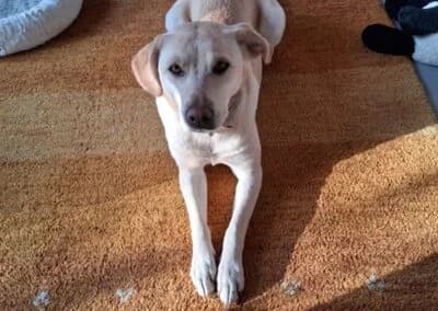 Nala,  Mixed Breed for adoption at Anihelp Tierhilfe, Anihelp photo 8