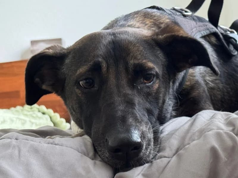 Nika, female Mixed Breed for adoption at Anihelp Tierhilfe, Anihelp photo 4