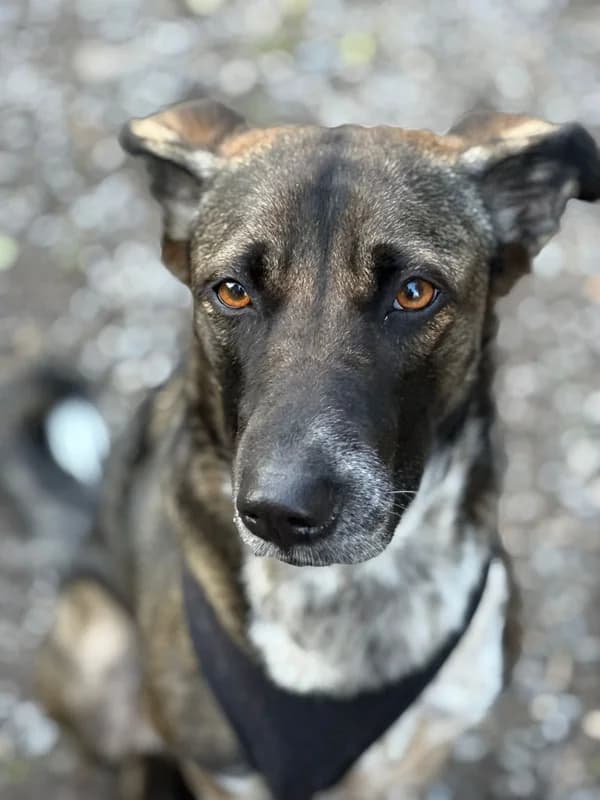 Nika, female Mixed Breed for adoption at Anihelp Tierhilfe, Anihelp photo 5