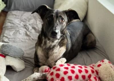 Nika, female Mixed Breed for adoption at Anihelp Tierhilfe, Anihelp photo 6