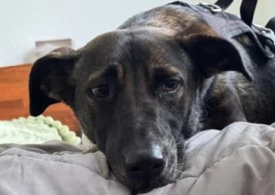 Nika, female Mixed Breed for adoption at Anihelp Tierhilfe, Anihelp photo 7