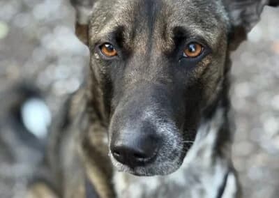 Nika, female Mixed Breed for adoption at Anihelp Tierhilfe, Anihelp photo 8