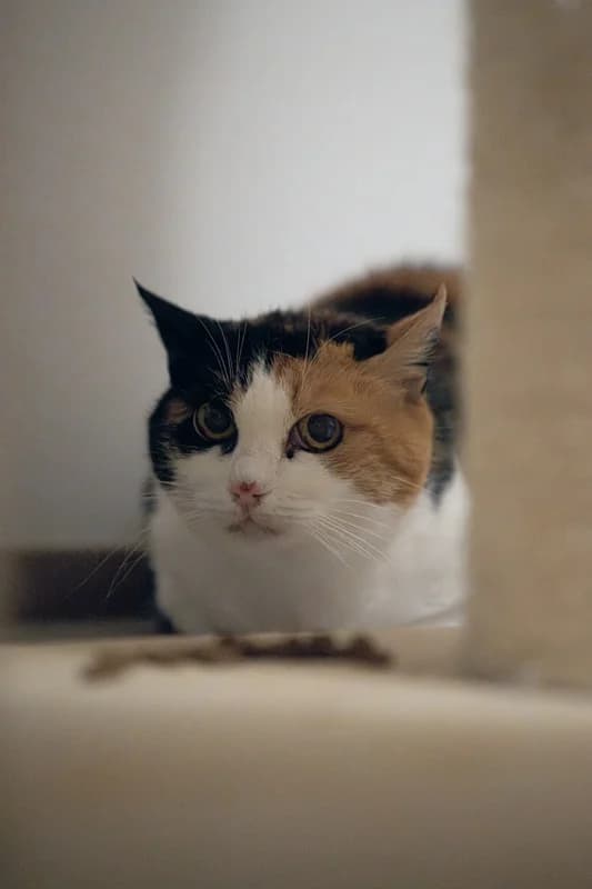 Nikita,  Mixed Breed for adoption at Anihelp Tierhilfe, Anihelp photo 5