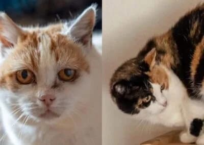 Nikita,  Mixed Breed for adoption at Anihelp Tierhilfe, Anihelp photo 6