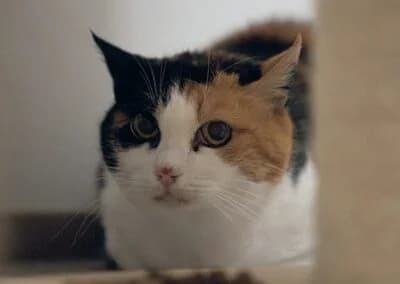 Nikita,  Mixed Breed for adoption at Anihelp Tierhilfe, Anihelp photo 8