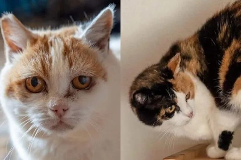 Lotta,  Mixed Breed for adoption at Anihelp Tierhilfe, Anihelp photo 3