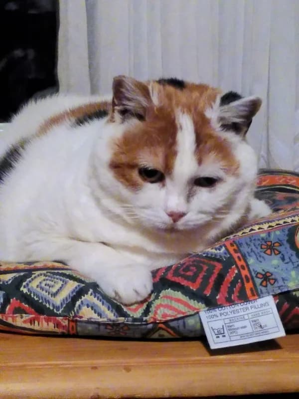 Lotta,  Mixed Breed for adoption at Anihelp Tierhilfe, Anihelp photo 4