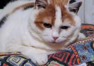 Lotta,  Mixed Breed for adoption at Anihelp Tierhilfe, Anihelp photo 7