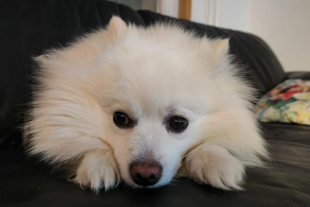 Pamuk,  Mixed Breed for adoption at Anihelp Tierhilfe, Anihelp photo 3