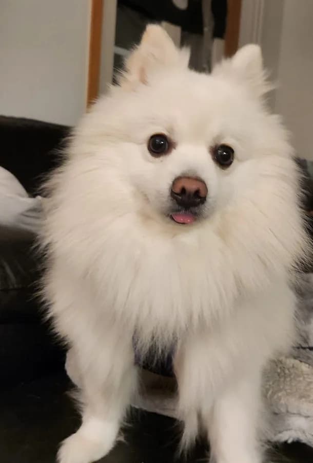 Pamuk,  Mixed Breed for adoption at Anihelp Tierhilfe, Anihelp photo 4