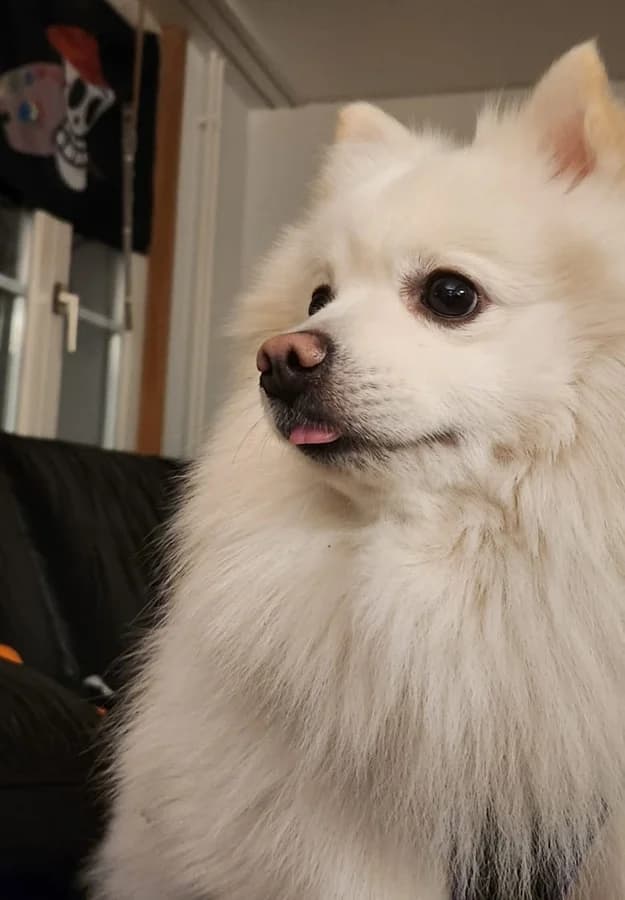 Pamuk,  Mixed Breed for adoption at Anihelp Tierhilfe, Anihelp photo 5