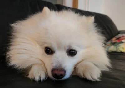 Pamuk,  Mixed Breed for adoption at Anihelp Tierhilfe, Anihelp photo 6