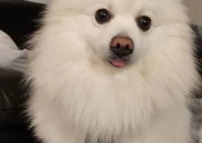 Pamuk,  Mixed Breed for adoption at Anihelp Tierhilfe, Anihelp photo 7