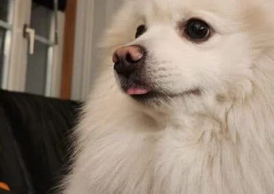 Pamuk,  Mixed Breed for adoption at Anihelp Tierhilfe, Anihelp photo 8