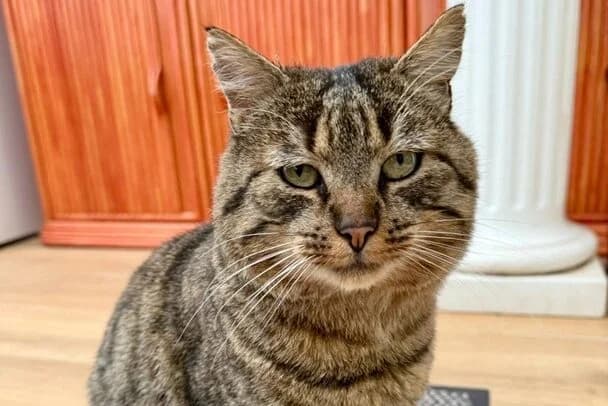 Rene,  Mixed Breed for adoption at Anihelp Tierhilfe, Anihelp photo 3