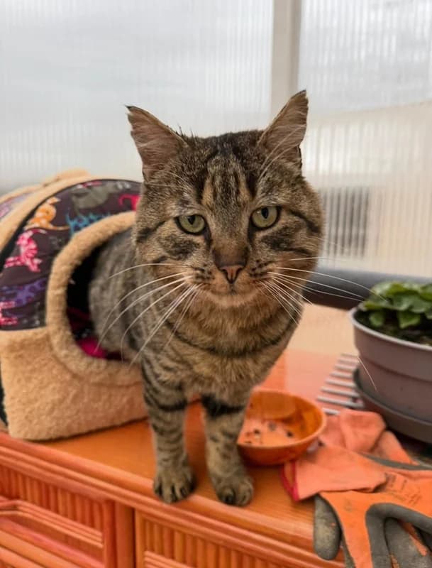 Rene,  Mixed Breed for adoption at Anihelp Tierhilfe, Anihelp photo 4