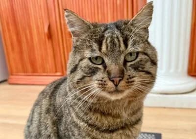 Rene,  Mixed Breed for adoption at Anihelp Tierhilfe, Anihelp photo 6