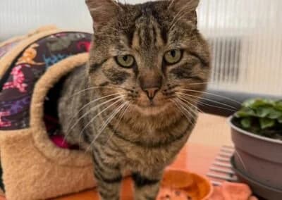 Rene,  Mixed Breed for adoption at Anihelp Tierhilfe, Anihelp photo 7